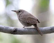 House Wren 3464